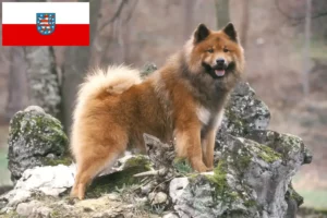 Read more about the article Eurasier crescători și căței în Thuringia
