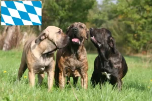 Read more about the article Fila Brasileiro crescători și căței în Bavaria
