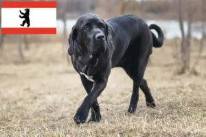 Read more about the article Fila Brasileiro crescători și căței în Berlin