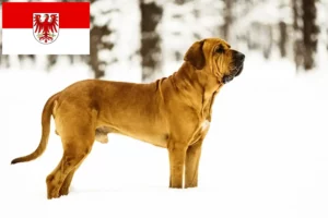 Read more about the article Fila Brasileiro crescători și căței în Brandenburg