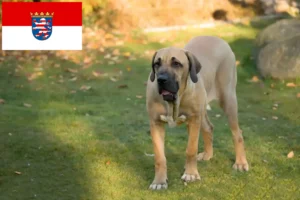 Read more about the article Fila Brasileiro crescători și căței în Hessen