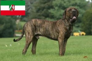 Read more about the article Fila Brasileiro crescători și căței în Renania de Nord-Westfalia