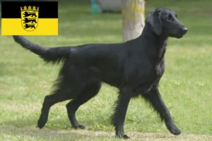 Read more about the article Flat Coated Retriever crescători și căței în Baden-Württemberg