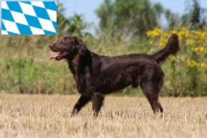 Read more about the article Flat Coated Retriever crescători și căței în Bavaria