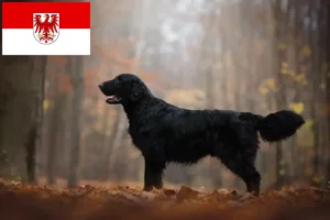 Read more about the article Flat Coated Retriever crescători și căței în Brandenburg