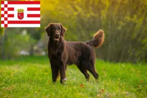 Read more about the article Flat Coated Retriever crescători și căței în Bremen