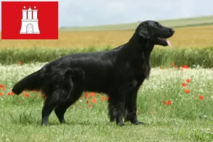 Read more about the article Flat Coated Retriever crescători și căței în Hamburg