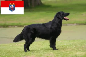 Read more about the article Flat Coated Retriever crescători și căței în Hessen