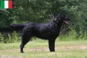 Read more about the article Flat Coated Retriever crescători și căței în Italia