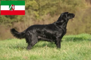 Read more about the article Flat Coated Retriever crescători și căței în Renania de Nord-Westfalia