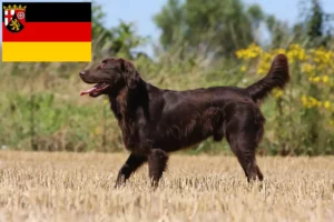 Read more about the article Flat Coated Retriever crescători și căței în Renania-Palatinat