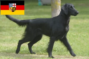 Read more about the article Flat Coated Retriever crescători și căței în Saarland