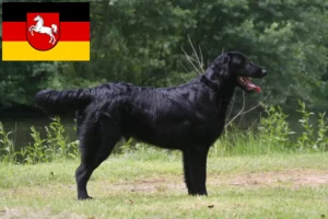 Read more about the article Flat Coated Retriever crescători și căței în Saxonia Inferioară
