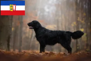 Read more about the article Flat Coated Retriever crescători și căței în Schleswig-Holstein