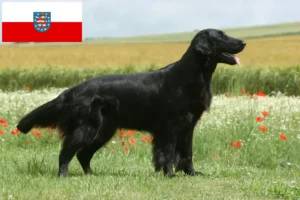 Read more about the article Flat Coated Retriever crescători și căței în Thuringia