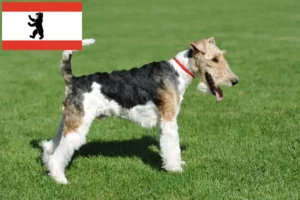Read more about the article Fox Terrier crescători și căței în Berlin