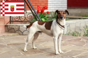 Read more about the article Fox Terrier crescători și căței în Bremen