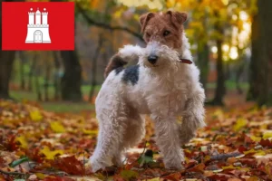 Read more about the article Fox Terrier crescători și căței în Hamburg