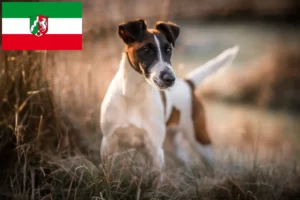 Read more about the article Fox Terrier crescători și căței în Renania de Nord-Westfalia