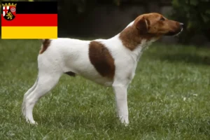 Read more about the article Fox Terrier crescători și căței în Renania-Palatinat