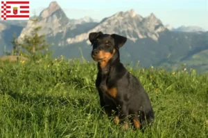 Read more about the article German Hunting Terrier Breeder și căței în Bremen