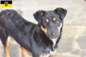 Read more about the article German Hunting Terrier crescători și căței în Baden-Württemberg