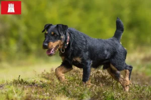 Read more about the article German Hunting Terrier Breeder și căței în Hamburg