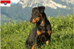 Read more about the article German Hunting Terrier crescători și căței în Hessen