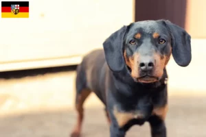Read more about the article German Hunting Terrier crescători și căței în Saarland