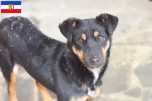 Read more about the article German Hunting Terrier crescători și căței în Schleswig-Holstein