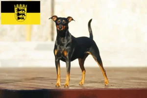 Read more about the article Crescători de Pinscher German și căței în Baden-Württemberg