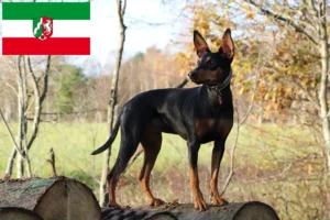 Read more about the article Crescători de Pinscher German și căței în Renania de Nord-Westfalia