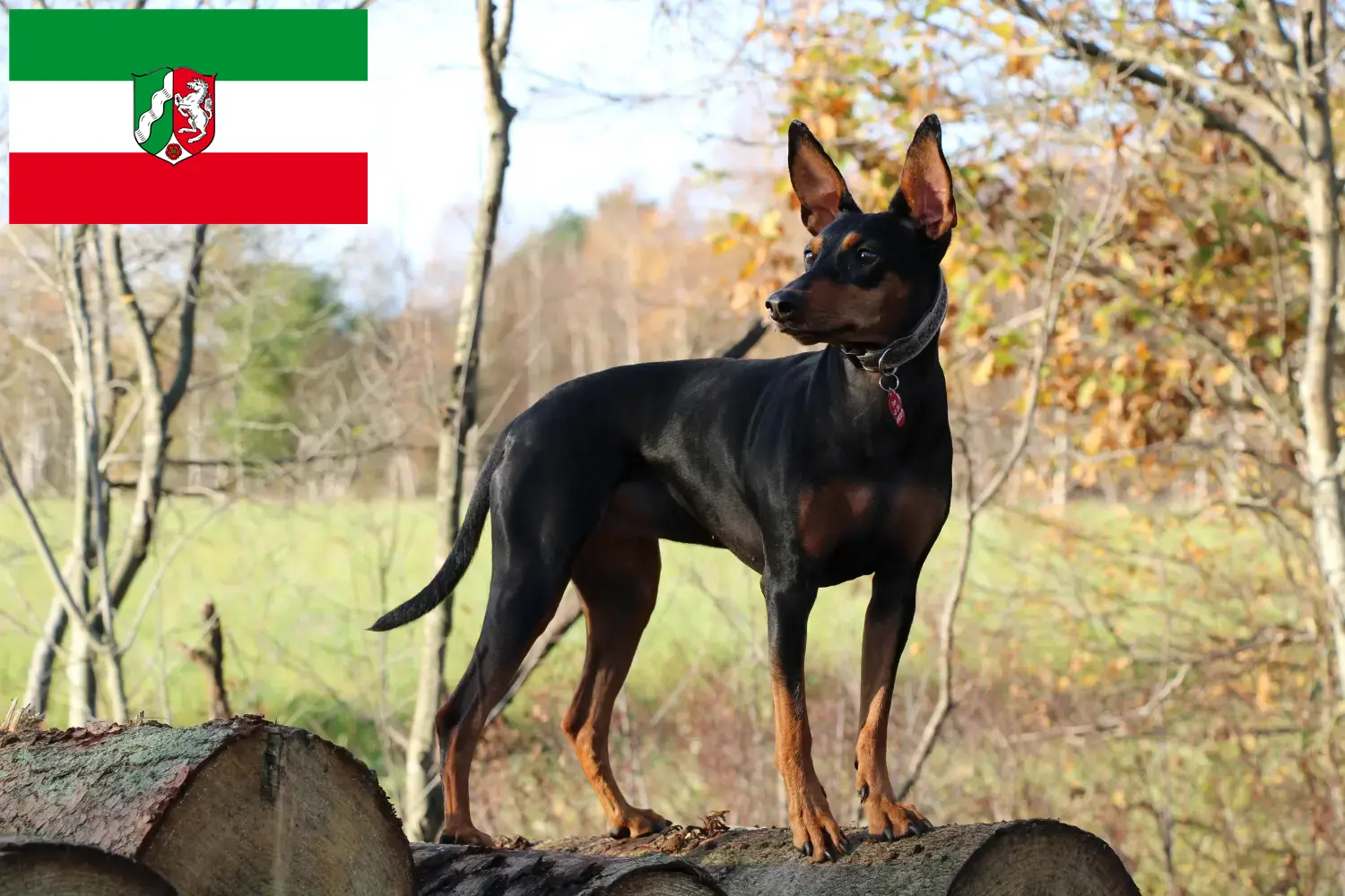 Read more about the article Crescători de Pinscher German și căței în Renania de Nord-Westfalia