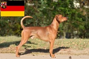 Read more about the article crescători de Pinscher German și căței în Renania-Palatinat