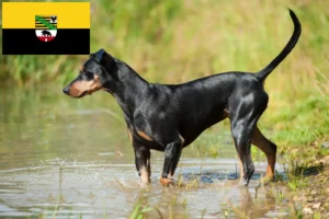 Read more about the article Crescători de Pinscher German și căței în Saxonia-Anhalt