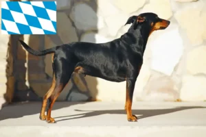 Read more about the article crescători de Pinscher German și căței în Bavaria