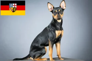Read more about the article German Pinscher crescător și căței în Saarland
