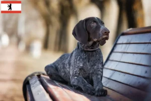 Read more about the article German Shorthair crescători și căței în Berlin