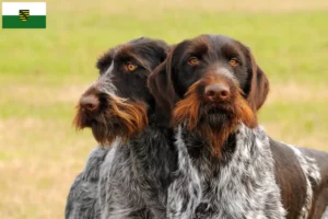 Read more about the article Deutsch Drahthaar crescători și căței în Saxonia