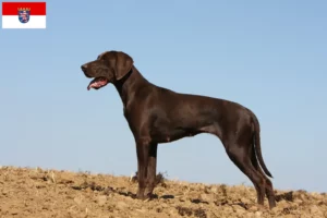 Read more about the article German Shorthair crescători și căței în Hessen