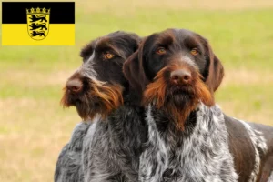 Read more about the article Deutsch Drahthaar crescători și căței în Baden-Württemberg