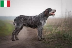 Read more about the article German Wirehair crescători și căței în Italia