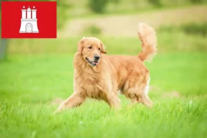 Read more about the article Golden Retriever crescători și căței în Hamburg