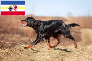 Read more about the article Gordon Setter crescători și căței în Mecklenburg-Vorpommern
