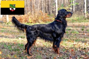 Read more about the article Gordon Setter crescători și căței în Saxonia-Anhalt