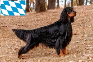 Read more about the article Gordon Setter crescători și căței în Bavaria