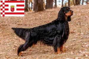 Read more about the article Gordon Setter crescător și căței în Bremen