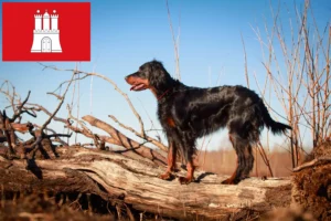 Read more about the article Gordon Setter crescători și căței în Hamburg