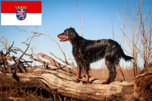 Read more about the article Gordon Setter crescători și căței în Hessen