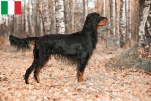 Read more about the article Gordon Setter crescători și căței în Italia